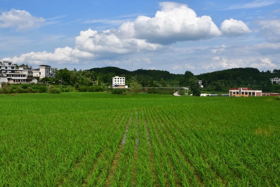 張軍：腳踏實地踐初心